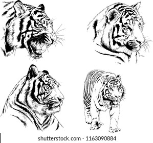 set of vector drawings on the theme of predators tigers are drawn by hand with ink tattoo logos
