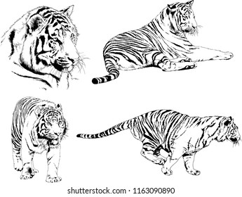set of vector drawings on the theme of predators tigers are drawn by hand with ink tattoo logos