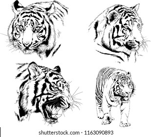 set of vector drawings on the theme of predators tigers are drawn by hand with ink tattoo logos
