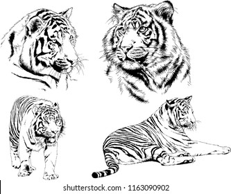 set of vector drawings on the theme of predators tigers are drawn by hand with ink tattoo logos