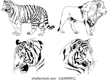 set of vector drawings on the theme of predators tigers are drawn by hand with ink tattoo logos