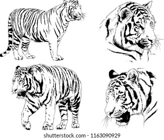 set of vector drawings on the theme of predators tigers are drawn by hand with ink tattoo logos