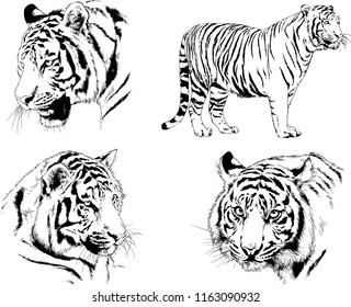 set of vector drawings on the theme of predators tigers are drawn by hand with ink tattoo logos