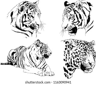 set of vector drawings on the theme of predators tigers are drawn by hand with ink tattoo logos
