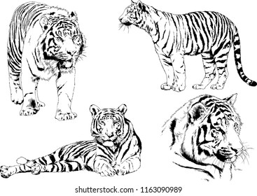 set of vector drawings on the theme of predators tigers are drawn by hand with ink tattoo logos