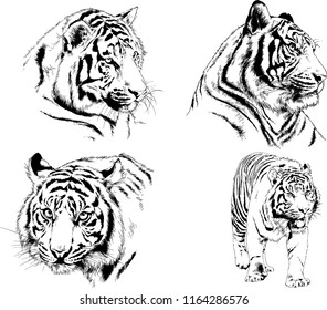 set of vector drawings on the theme of predators tigers are drawn by hand with ink tattoo logos