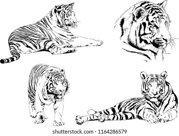 set of vector drawings on the theme of predators tigers are drawn by hand with ink tattoo logos