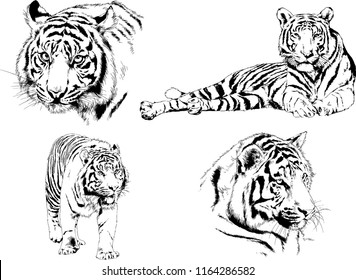 set of vector drawings on the theme of predators tigers are drawn by hand 