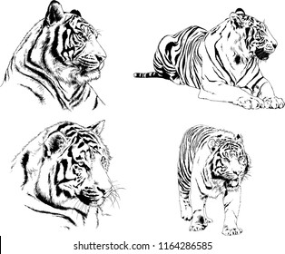 set of vector drawings on the theme of predators tigers are drawn by hand with ink tattoo logos
