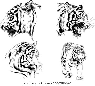 set of vector drawings on the theme of predators tigers are drawn by hand with ink tattoo logos