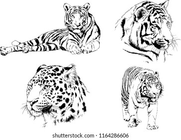set of vector drawings on the theme of predators tigers are drawn by hand with ink tattoo logos