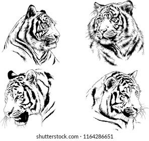 set of vector drawings on the theme of predators tigers are drawn by hand with ink tattoo logos