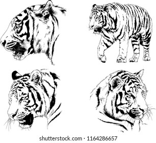 set of vector drawings on the theme of predators tigers are drawn by hand with ink tattoo logos