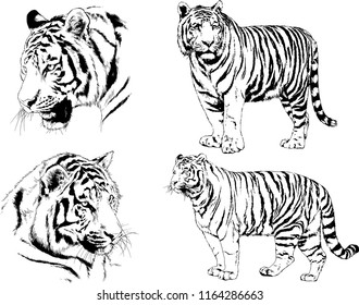 set of vector drawings on the theme of predators tigers are drawn by hand with ink tattoo logos