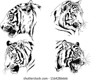 set of vector drawings on the theme of predators tigers are drawn by hand with ink tattoo logos