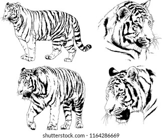set of vector drawings on the theme of predators tigers are drawn by hand with ink tattoo logos