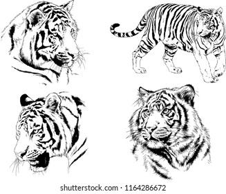 set of vector drawings on the theme of predators tigers are drawn by hand with ink tattoo logos