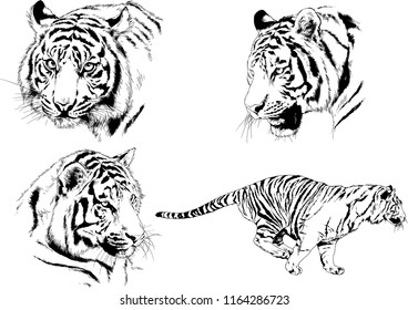 set of vector drawings on the theme of predators tigers are drawn by hand with ink tattoo logos