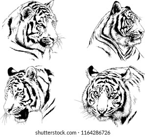 set of vector drawings on the theme of predators tigers are drawn by hand with ink tattoo logos