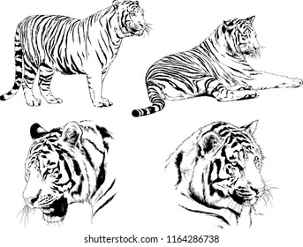 set of vector drawings on the theme of predators tigers are drawn by hand with ink tattoo logos