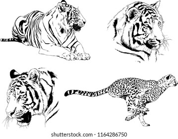 set of vector drawings on the theme of predators tigers are drawn by hand 