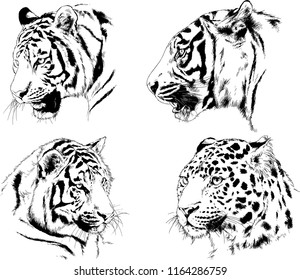 set of vector drawings on the theme of predators tigers are drawn by hand with ink tattoo logos