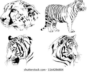 set of vector drawings on the theme of predators tigers are drawn by hand with ink tattoo logos