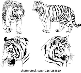 set of vector drawings on the theme of predators tigers are drawn by hand 