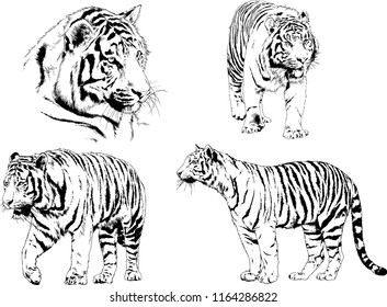 set of vector drawings on the theme of predators tigers are drawn by hand with ink tattoo logos