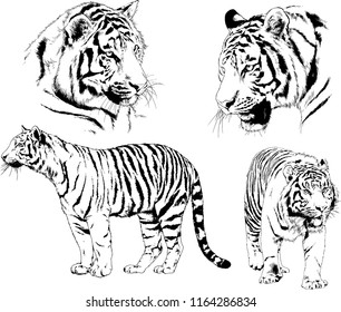 set of vector drawings on the theme of predators tigers are drawn by hand with ink tattoo logos
