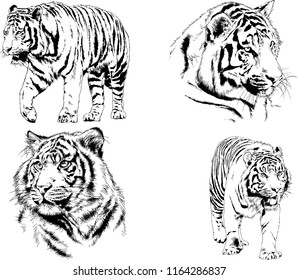 set of vector drawings on the theme of predators tigers are drawn by hand with ink tattoo logos