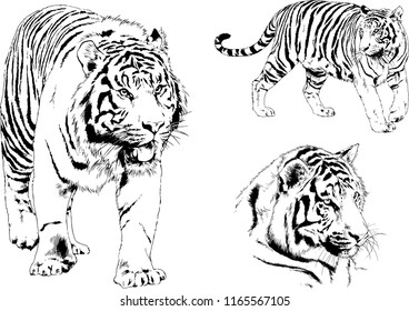 set of vector drawings on the theme of predators tigers are drawn by hand with ink tattoo logos