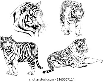 set of vector drawings on the theme of predators tigers are drawn by hand with ink tattoo logos