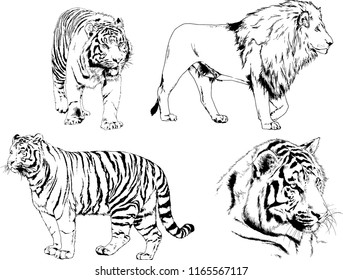 set of vector drawings on the theme of predators tigers are drawn by hand with ink tattoo logos