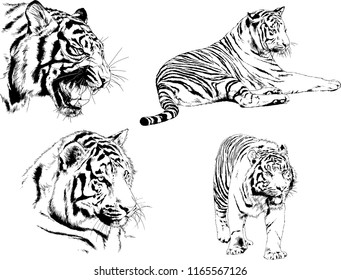 set of vector drawings on the theme of predators tigers are drawn by hand with ink tattoo logos