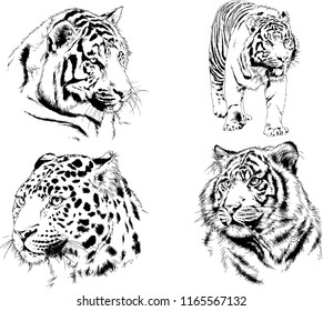 set of vector drawings on the theme of predators tigers are drawn by hand with ink tattoo logos