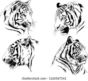 set of vector drawings on the theme of predators tigers are drawn by hand with ink tattoo logos