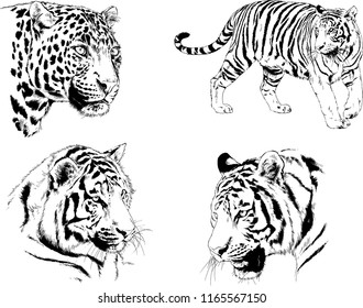 set of vector drawings on the theme of predators tigers are drawn by hand with ink tattoo logos