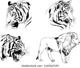 set of vector drawings on the theme of predators tigers are drawn by hand with ink tattoo logos