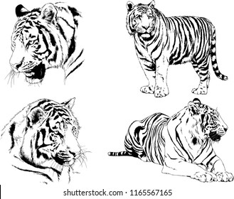 set of vector drawings on the theme of predators tigers are drawn by hand with ink tattoo logos