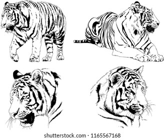 set of vector drawings on the theme of predators tigers are drawn by hand with ink tattoo logos