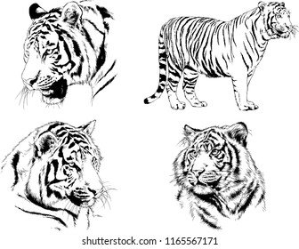 set of vector drawings on the theme of predators tigers are drawn by hand with ink tattoo logos