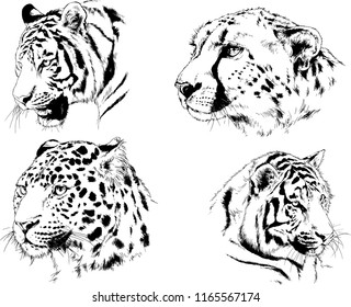 set of vector drawings on the theme of predators tigers are drawn by hand with ink tattoo logos