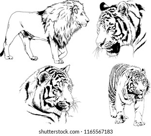 set of vector drawings on the theme of predators tigers are drawn by hand with ink tattoo logos