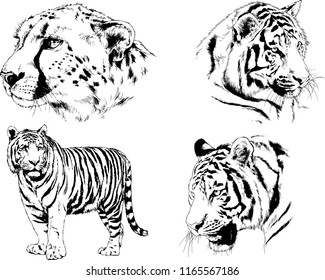 set of vector drawings on the theme of predators tigers are drawn by hand with ink tattoo logos