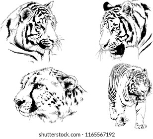 set of vector drawings on the theme of predators tigers are drawn by hand with ink tattoo logos