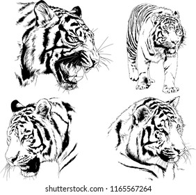 set of vector drawings on the theme of predators tigers are drawn by hand with ink tattoo logos