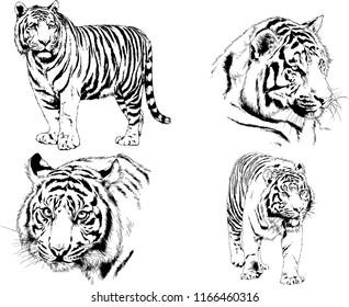 set of vector drawings on the theme of predators tigers are drawn by hand with ink tattoo logos