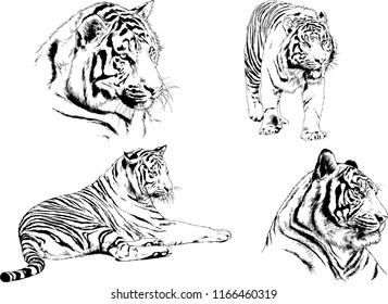 set of vector drawings on the theme of predators tigers are drawn by hand with ink tattoo logos