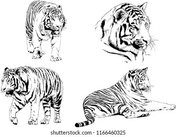 set of vector drawings on the theme of predators tigers are drawn by hand with ink tattoo logos